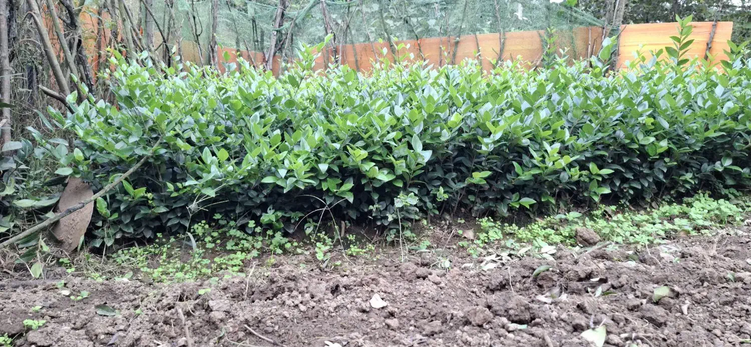 فروش ۱۵۰۰ عدد یاس هلندی|گل و گیاه طبیعی|املش, |دیوار