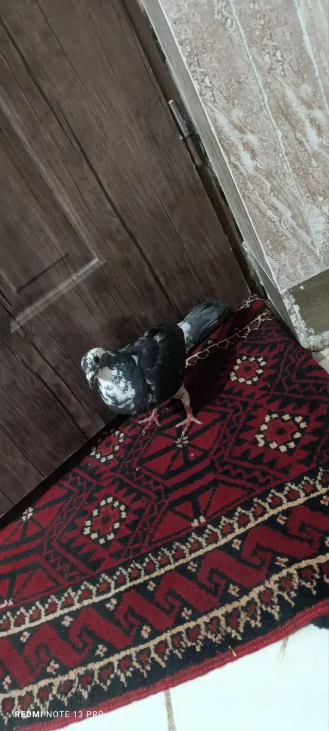 کبوتر|پرنده|اسفراین, |دیوار