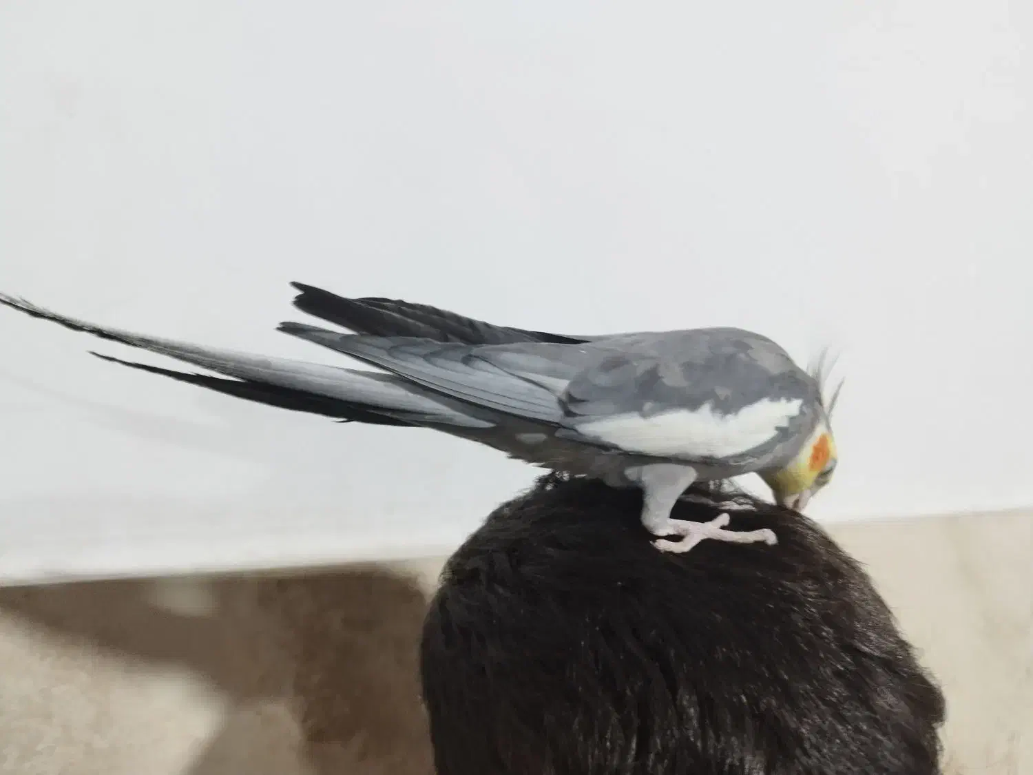 یه جفت طوطی عروس نر سخنگو رام|پرنده|بابل, |دیوار