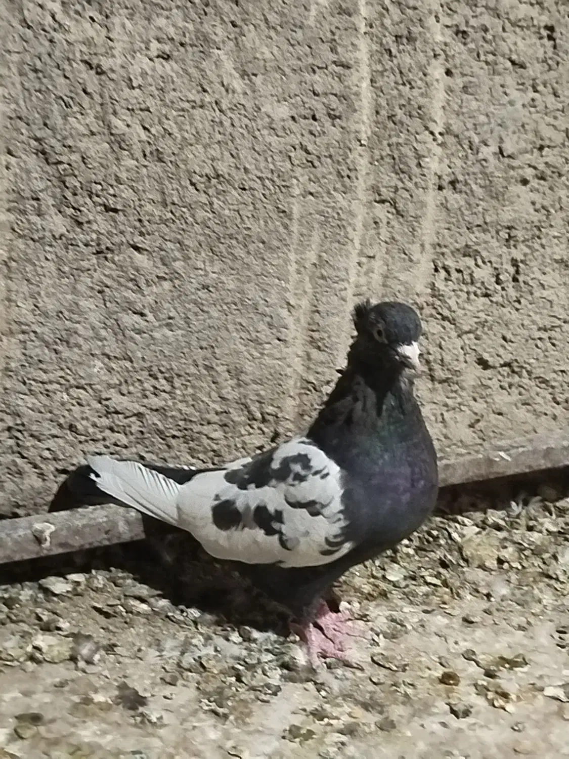 سینه تافته ای ماده|پرنده|مرودشت, استادیوم‎|دیوار