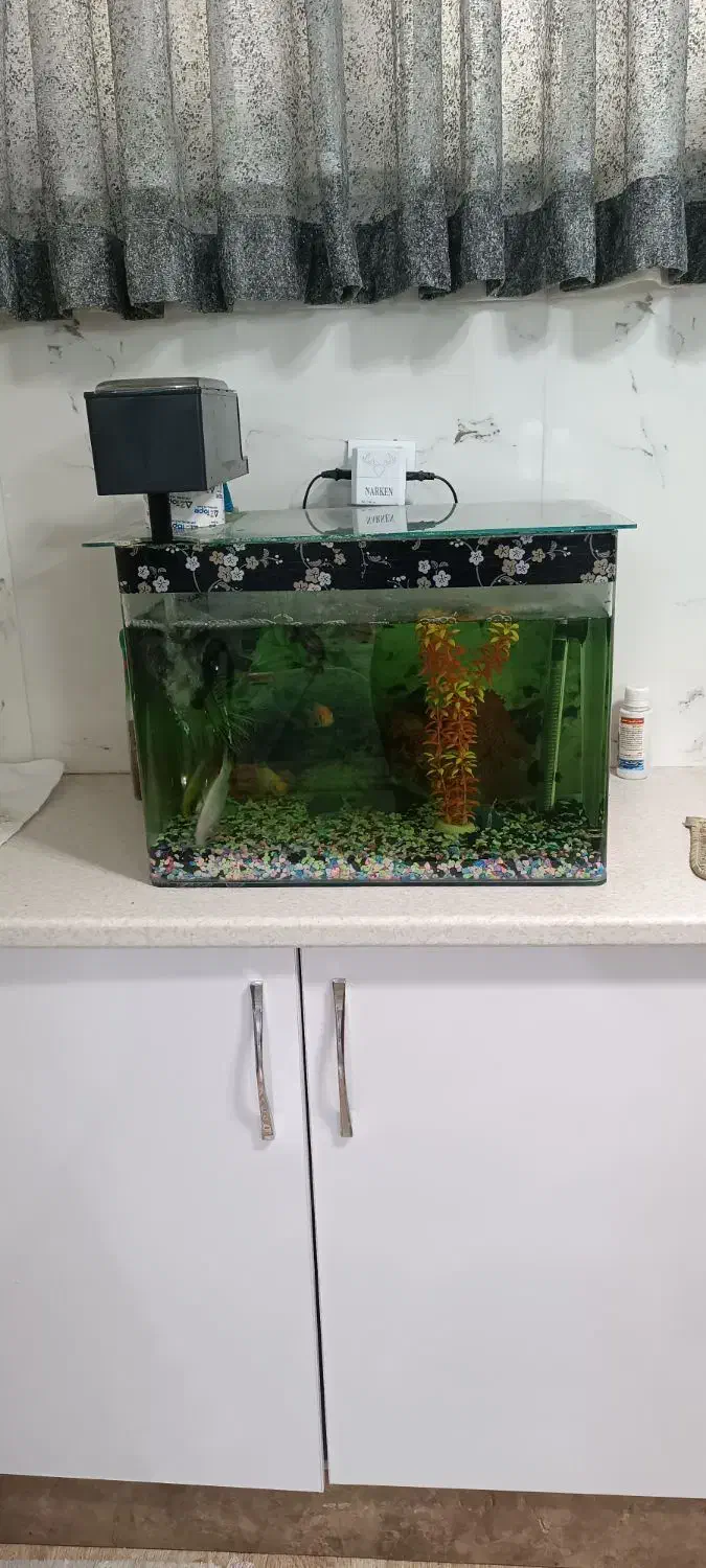 آکواریوم شیشه خم|ماهی|پاکدشت, پاکدشت (مامازند)|دیوار