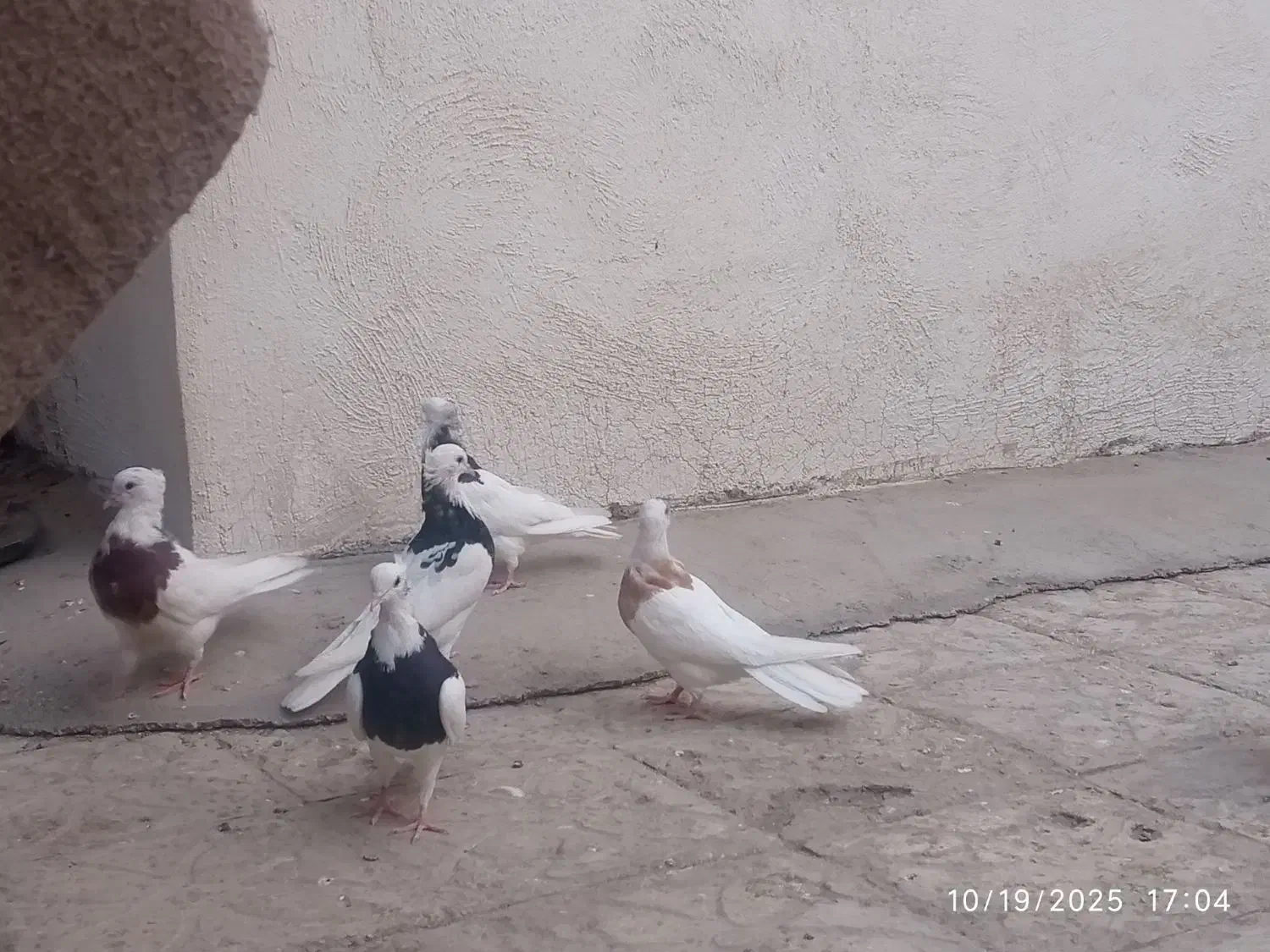 فروش کفتر طوقی|پرنده|ساوه, |دیوار