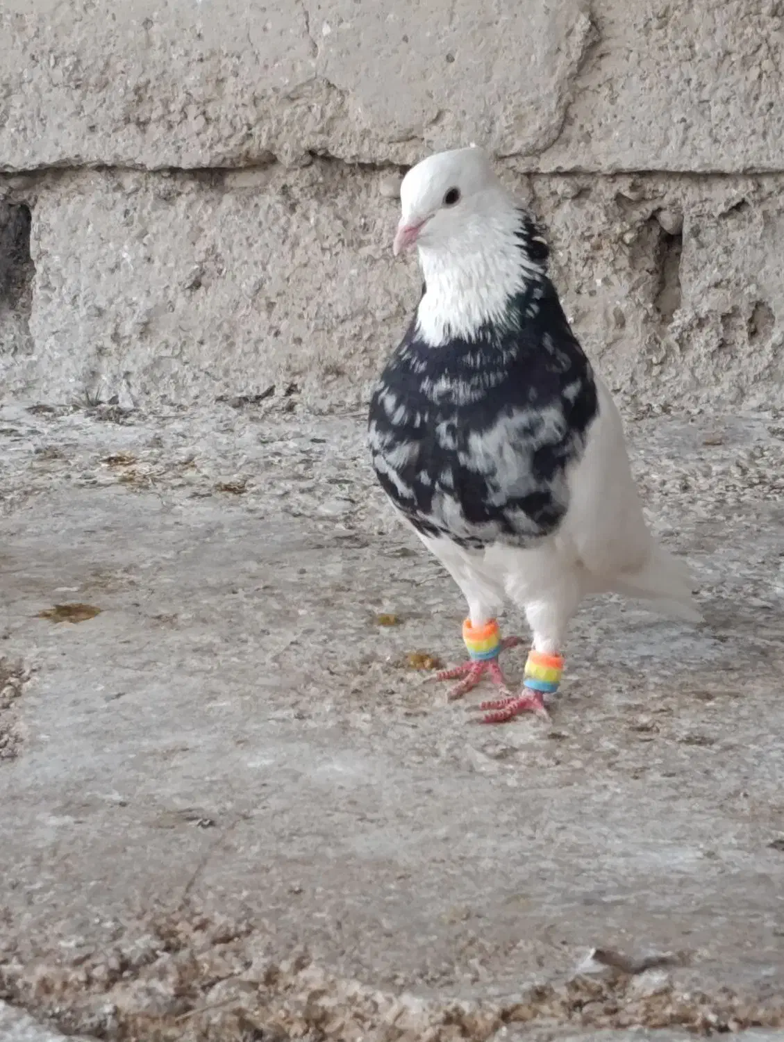 نر طوقی هفت‌رنگ سیاه|پرنده|بندر ماهشهر, |دیوار