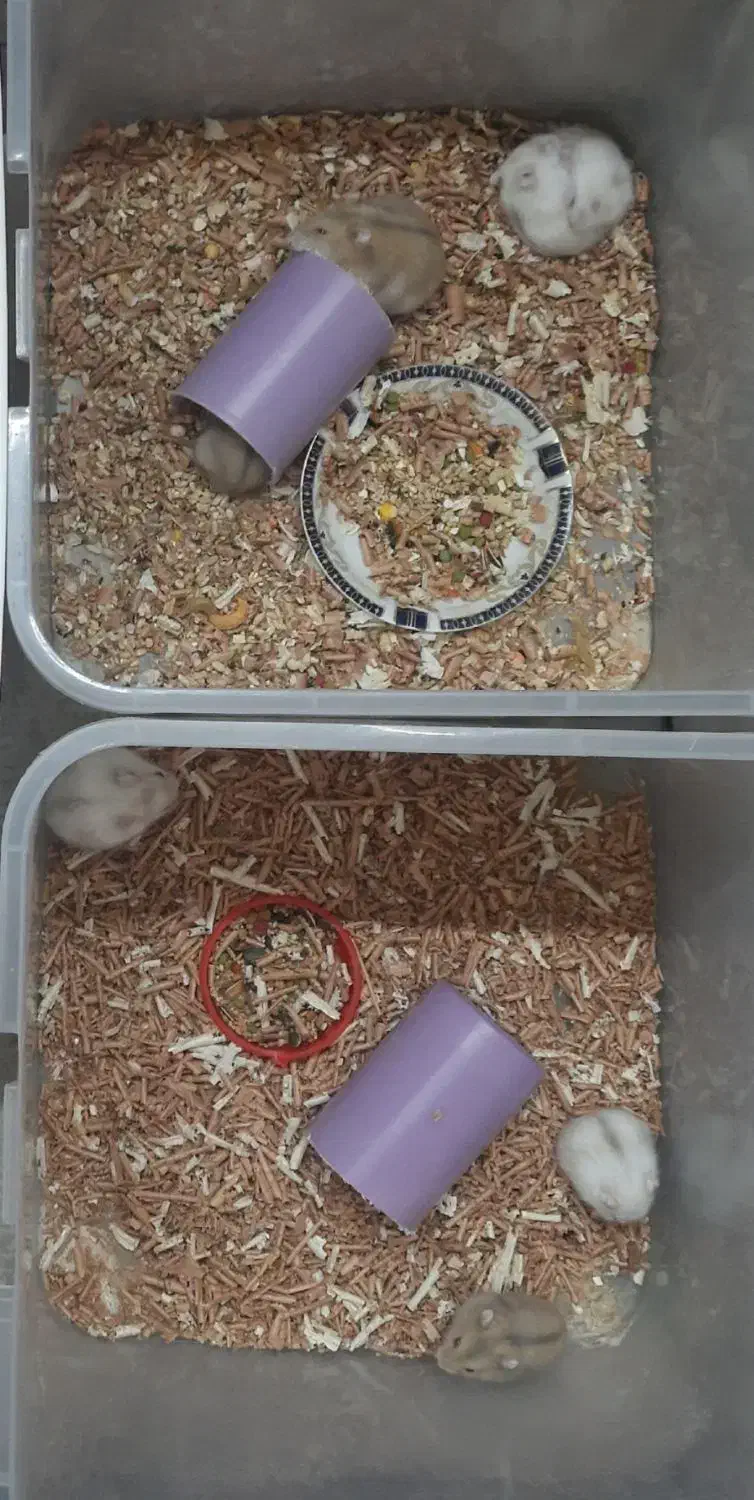 همستر مینیاتوری کمپل|موش و خرگوش|الوند, |دیوار