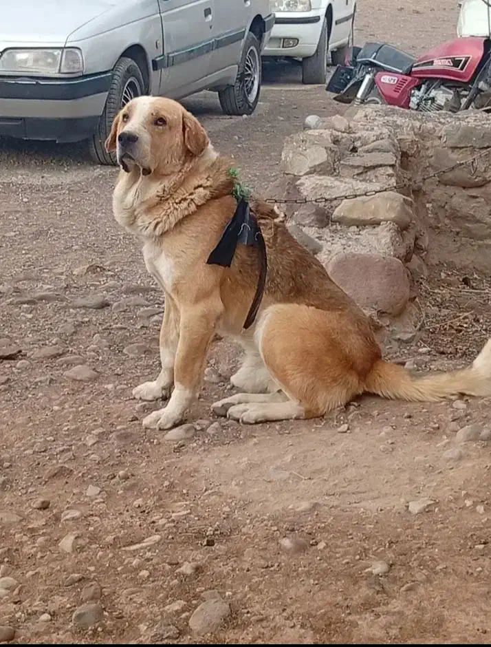 واگذاری سگ|سگ|شاهین دژ, |دیوار