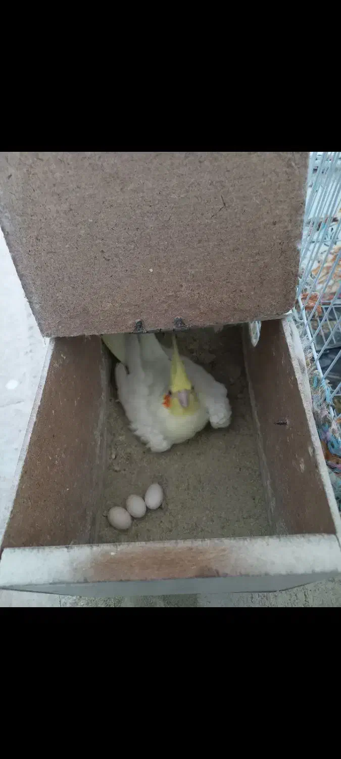 عروس وایت ولوتینو مولد|پرنده|تربت‌حیدریه, بازار|دیوار