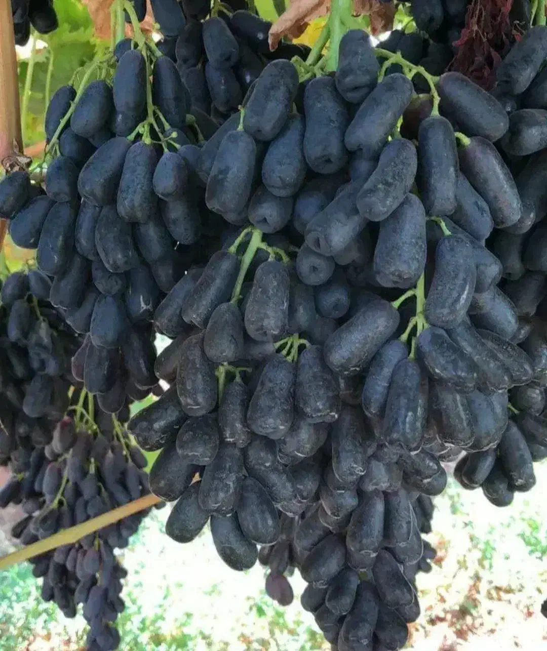 فروش انواع نهالهای لیبل دار در نهالستان غرب|خدمات باغبانی و درختکاری|آمل, |دیوار