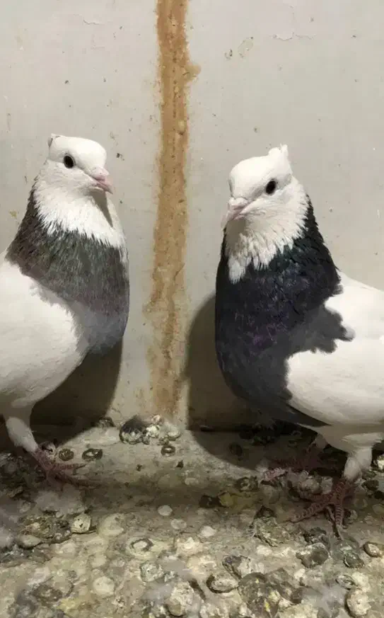 کبوتر|پرنده|اسفراین, |دیوار