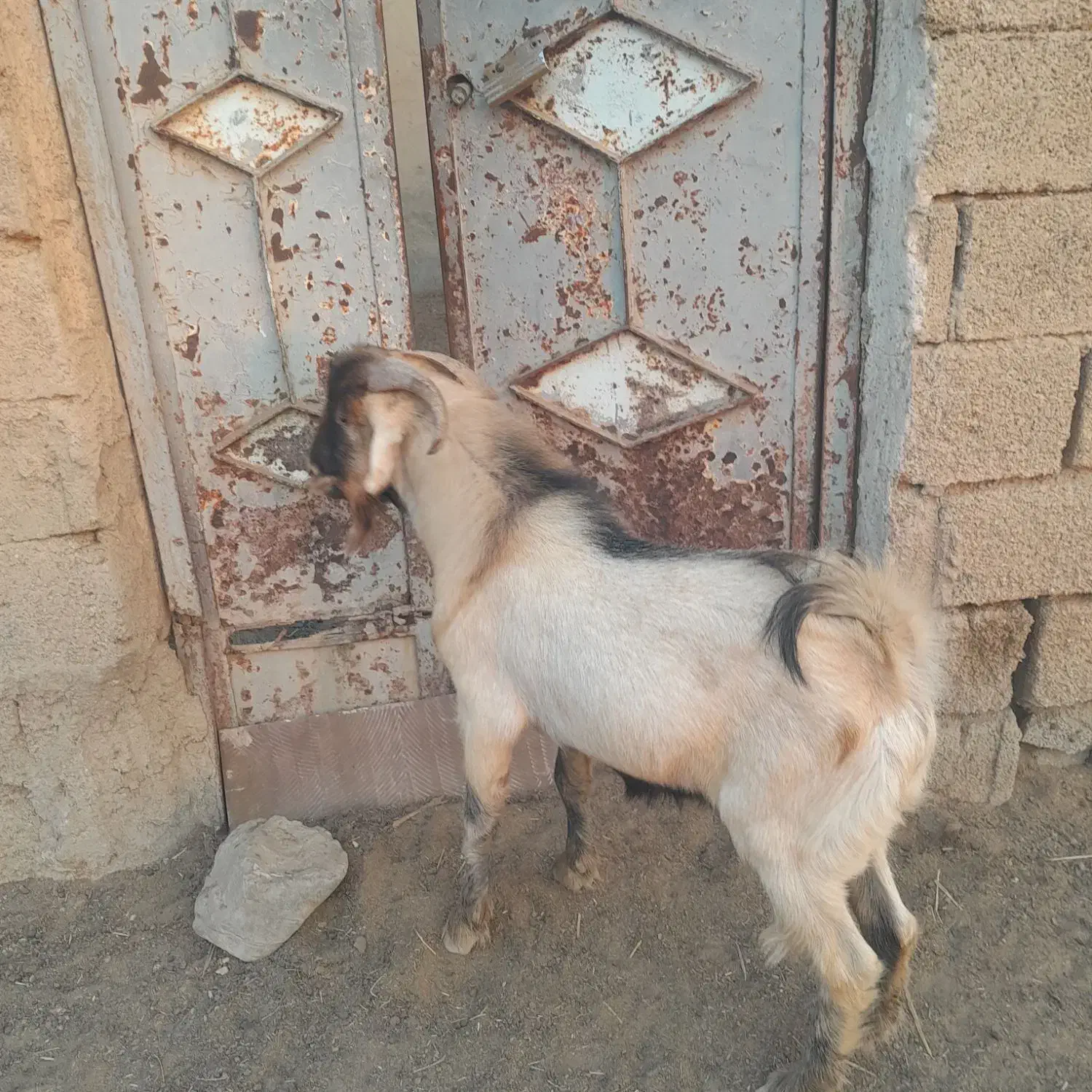 دوعددبز|حیوانات مزرعه|چمران, |دیوار