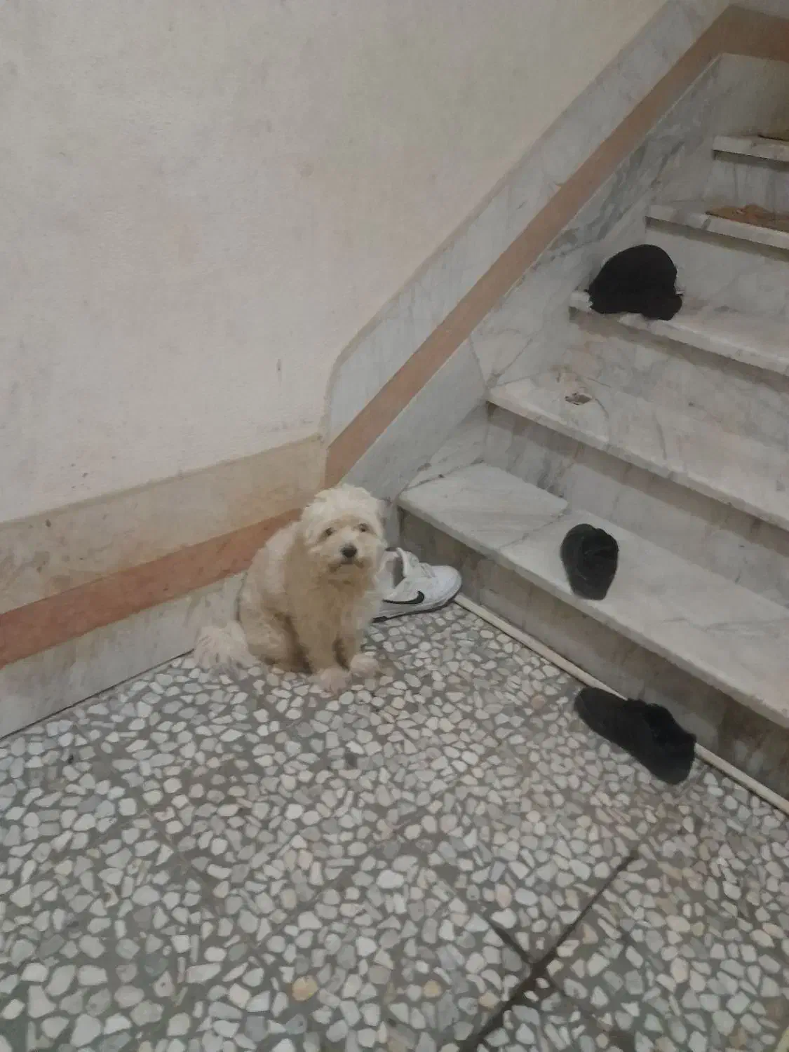 سگ شیتزو|سگ|رشت, پل تالشان|دیوار