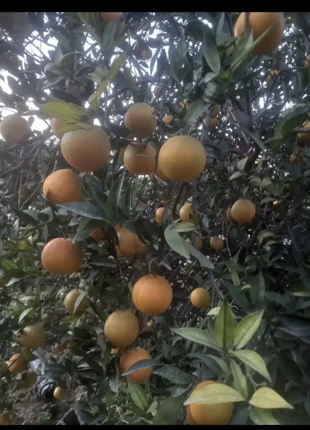 پرتقال تامسون سر درختی درجه یک نوشهر|گل و گیاه طبیعی|نوشهر, |دیوار