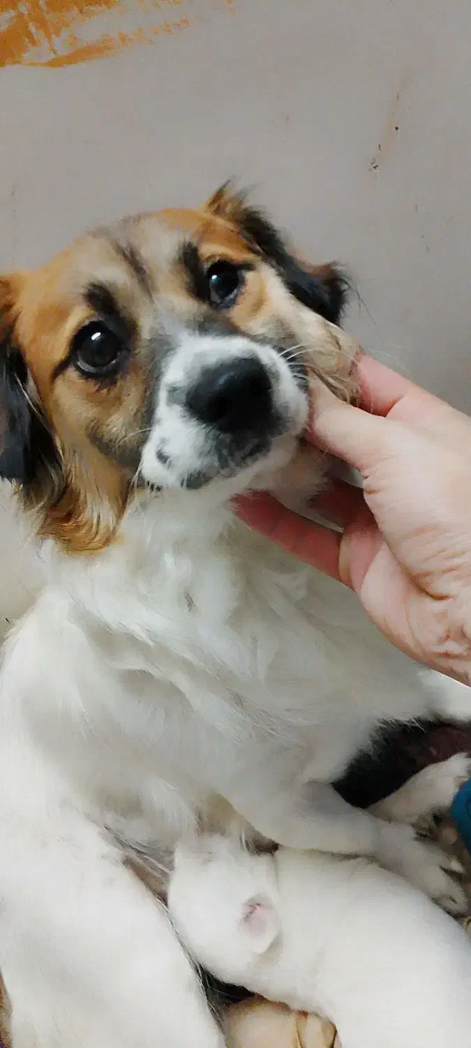 سگ پاکوتاه نژاد شیدزو شناسنامه هم داره|سگ|آمل, |دیوار