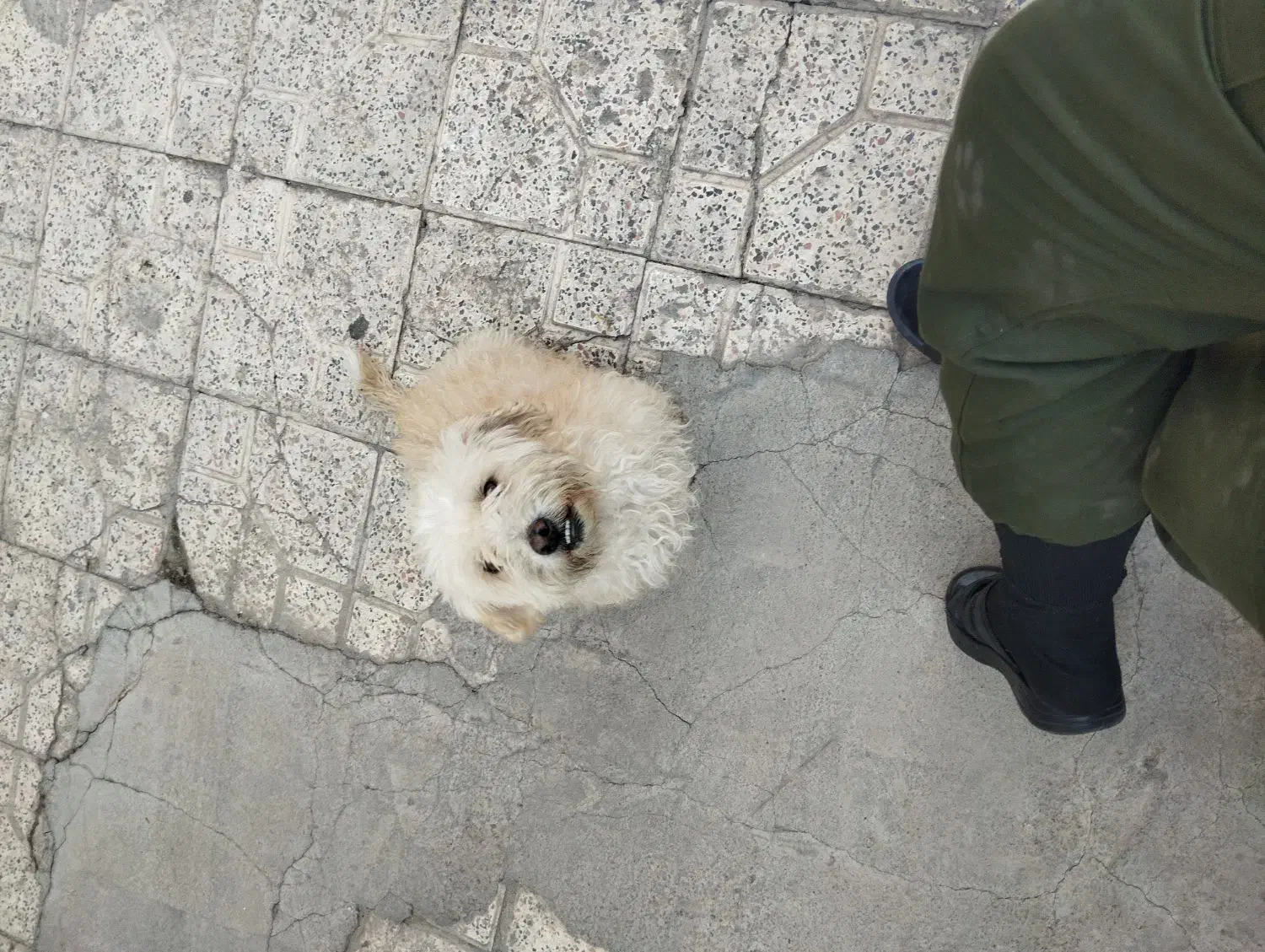 سگ پاکوتاه|سگ|اردبیل, |دیوار