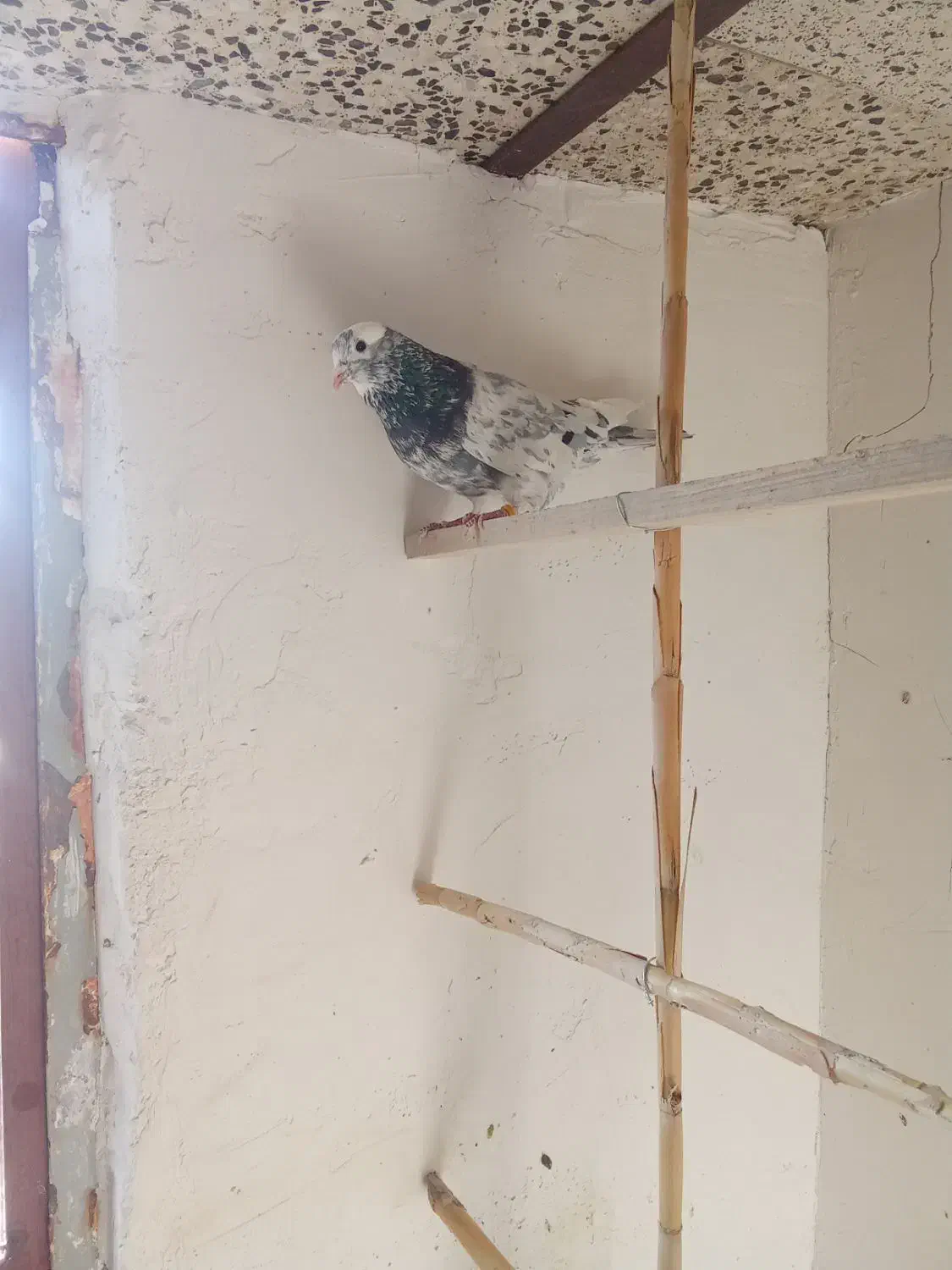 فروش دو عدد کبوتر پرشی|پرنده|مهدی شهر, |دیوار