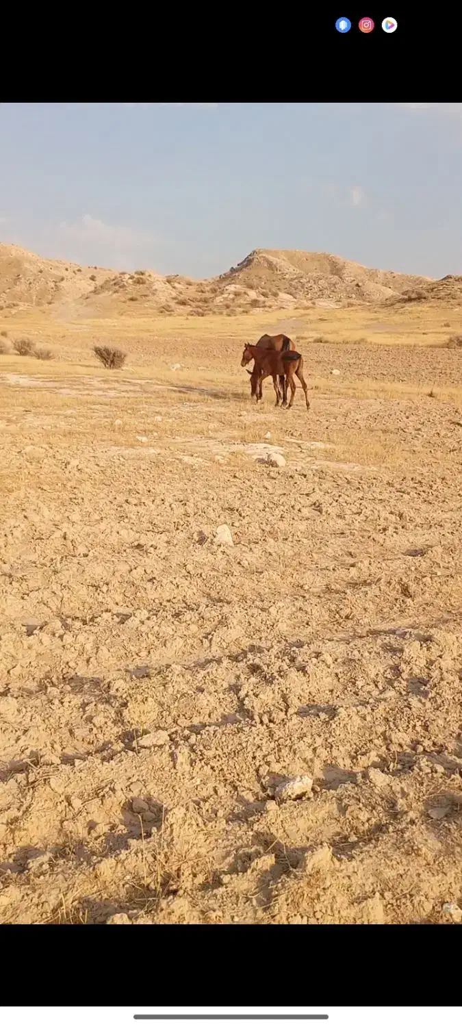 چارتا مادیان همه عرب وسواری|اسب و تجهیزات اسب‌سواری|اهواز, دانشگاه چمران|دیوار