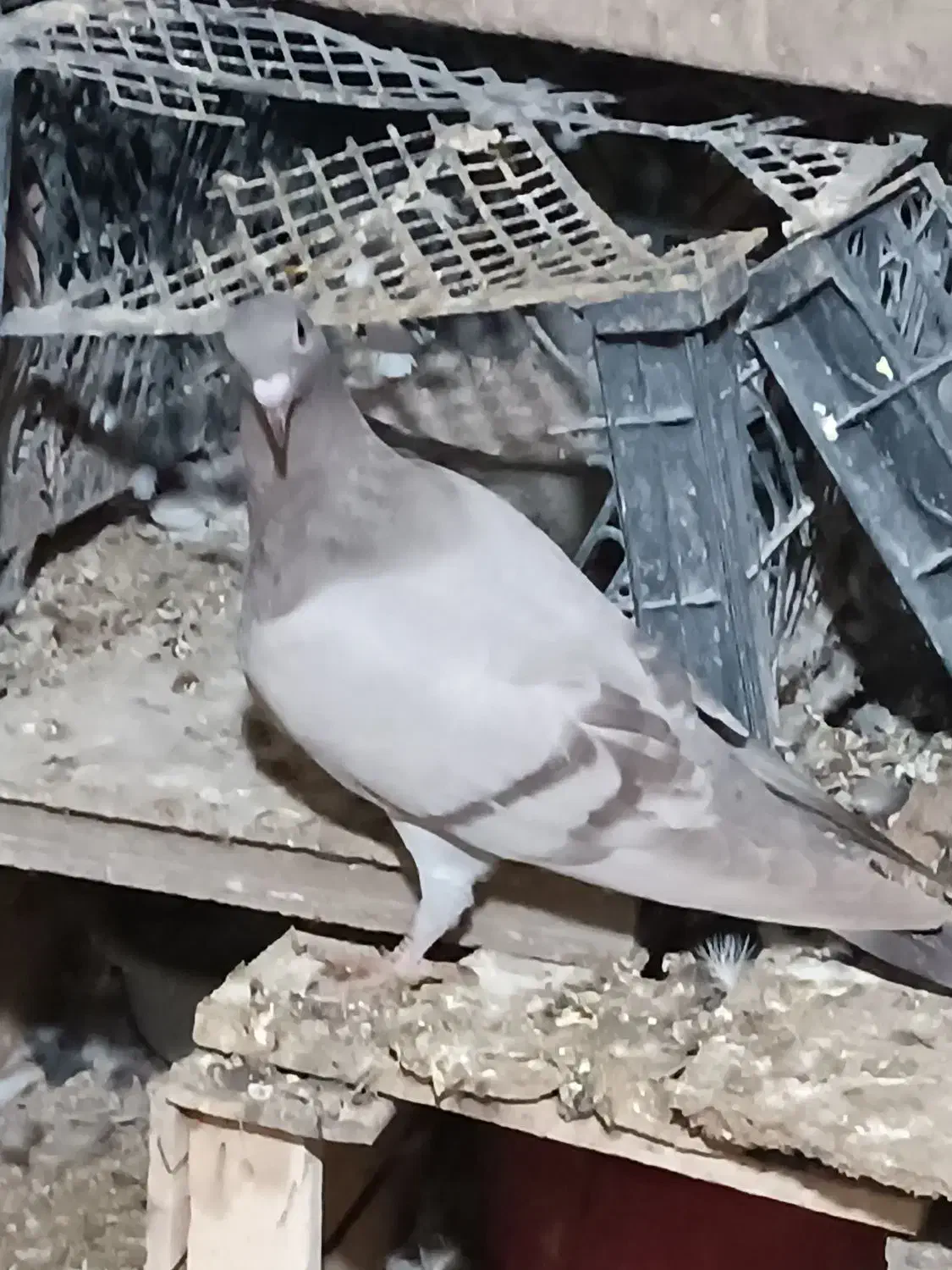 چنتا جوجه هیچ بند درجه یک|پرنده|برازجان, |دیوار