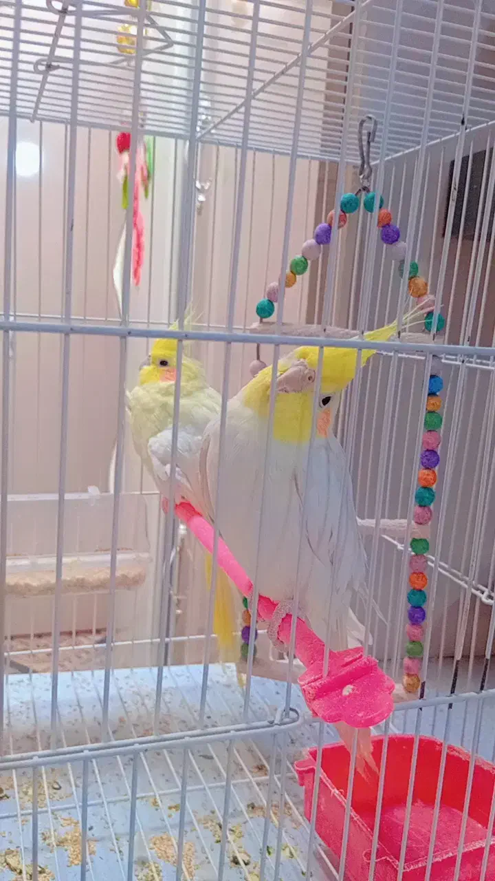 عروس هلندی جفت|پرنده|رشتخوار, |دیوار