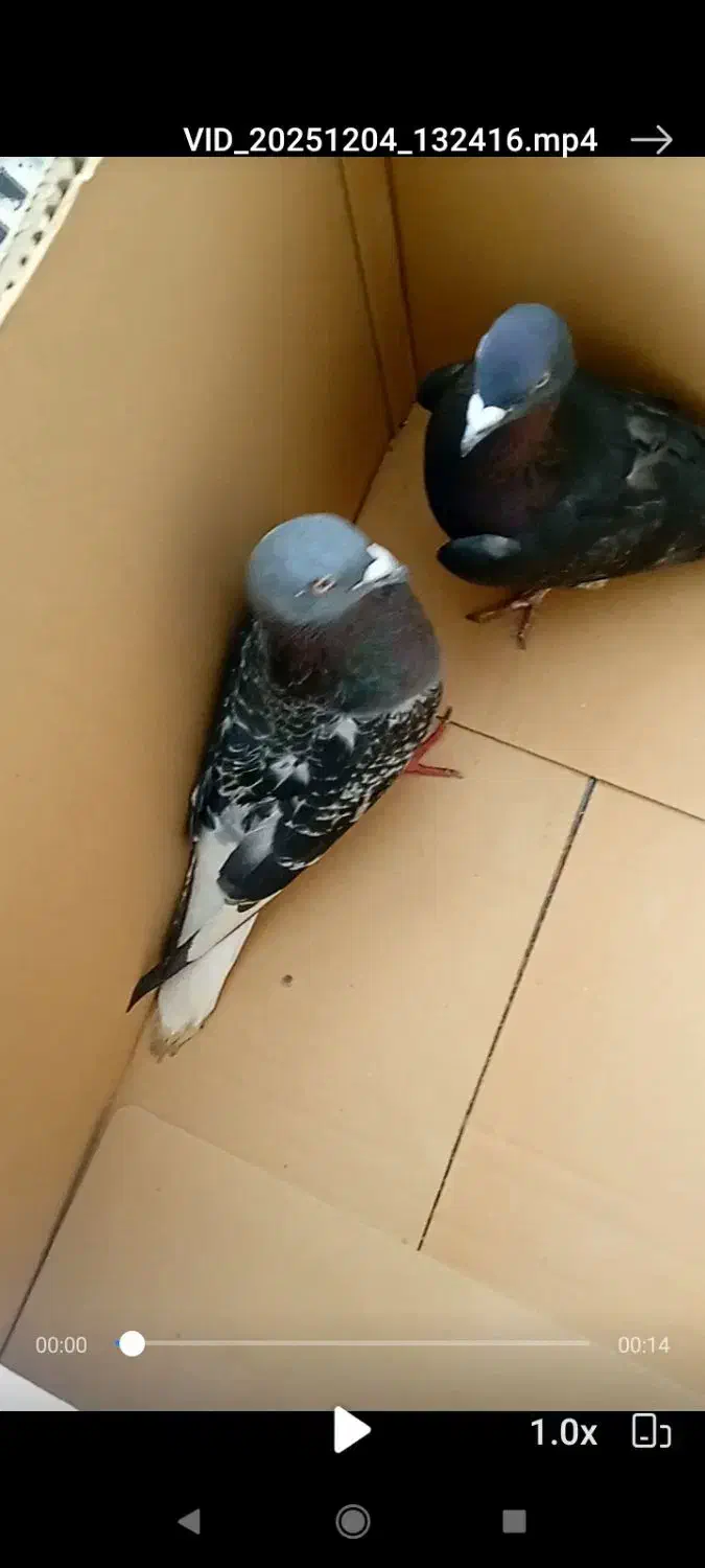 کفتر|پرنده|جغتای, |دیوار