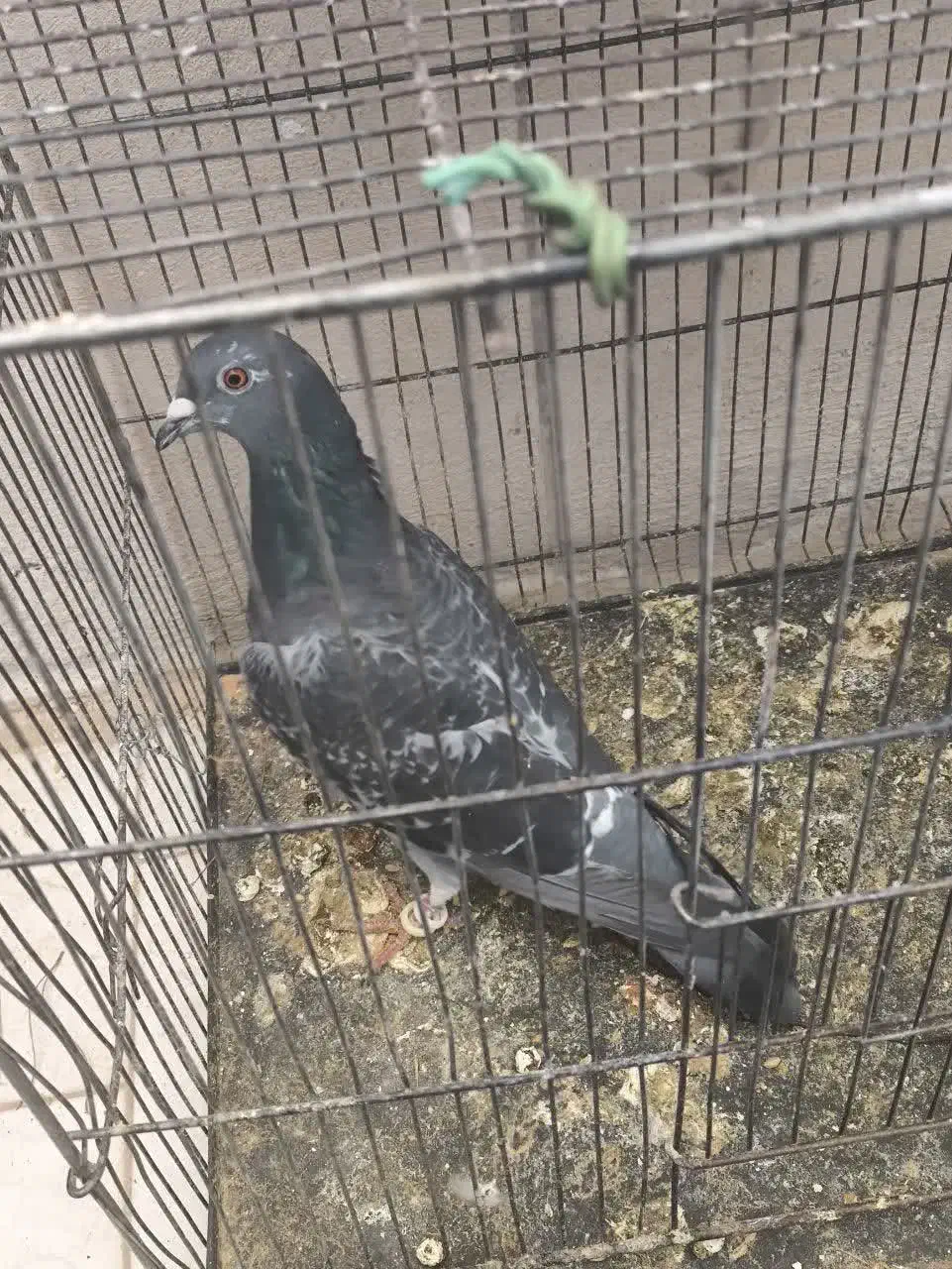 کفتر عالی یک جفت طوق وکفتر های دیگر|پرنده|فردوس (خراسان), |دیوار