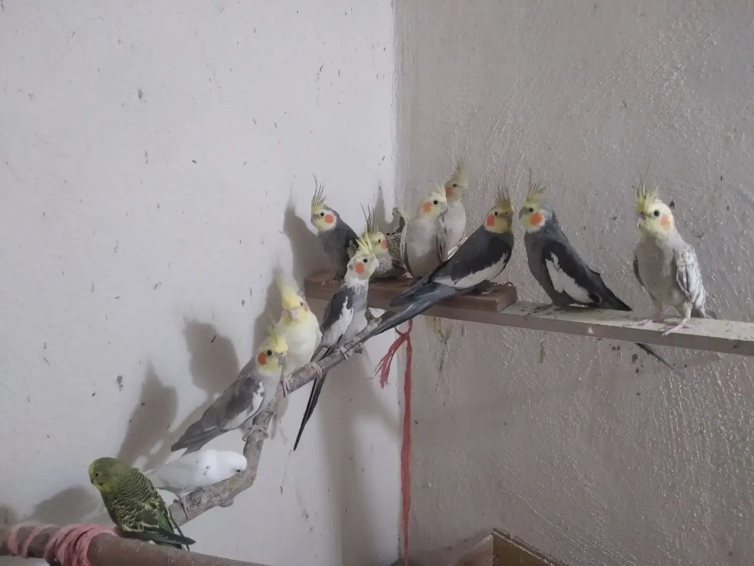 فروشی|پرنده|آذرشهر, |دیوار