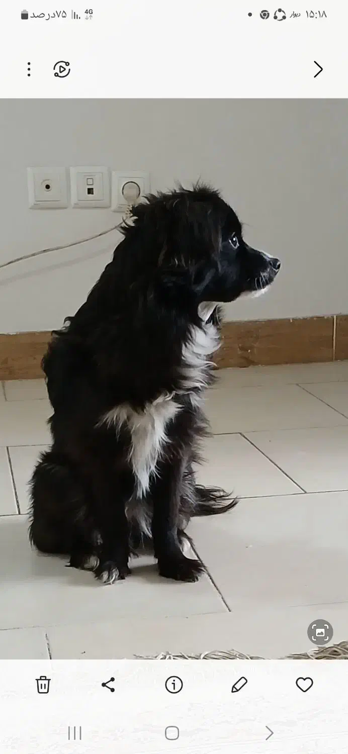 واگذاری|سگ|وحیدیه, |دیوار