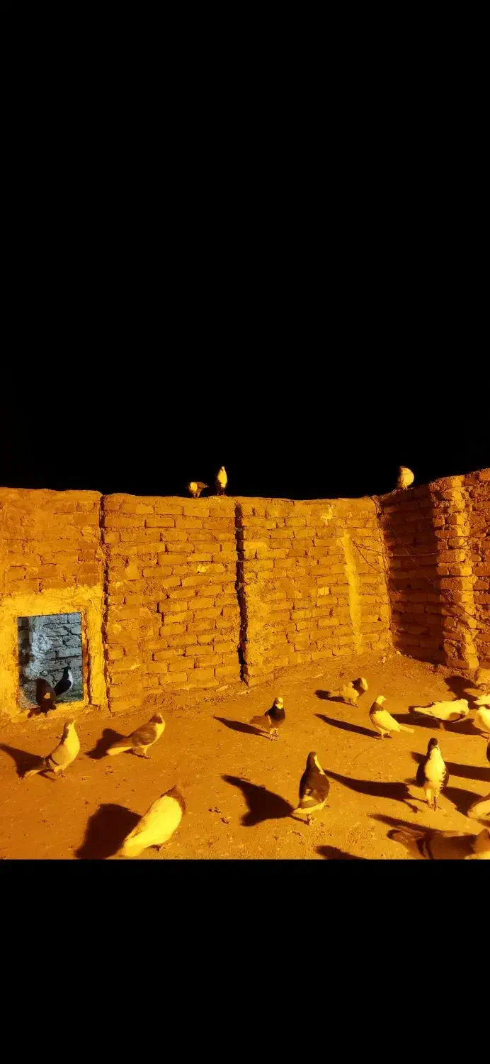 کفتر رنگی پرشی اس|پرنده|گلبهار, شهر جدید گلبهار|دیوار