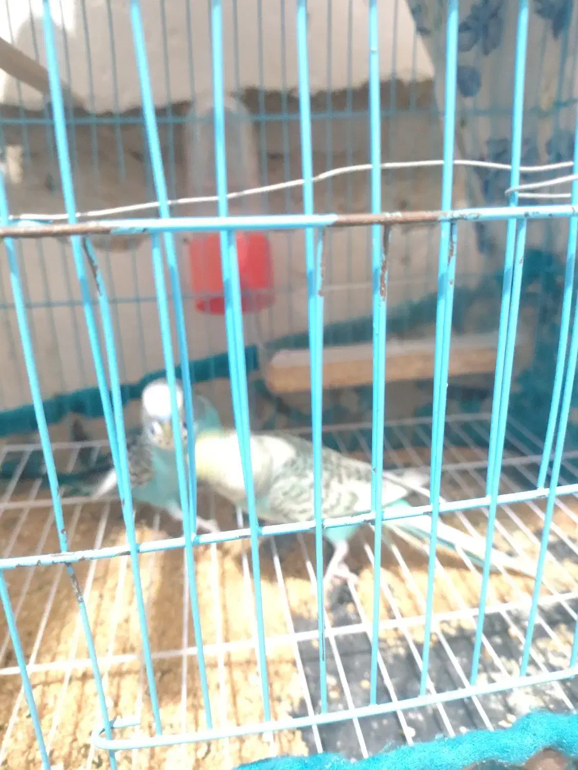 مرغ عشق|پرنده|بندر ماهشهر, |دیوار