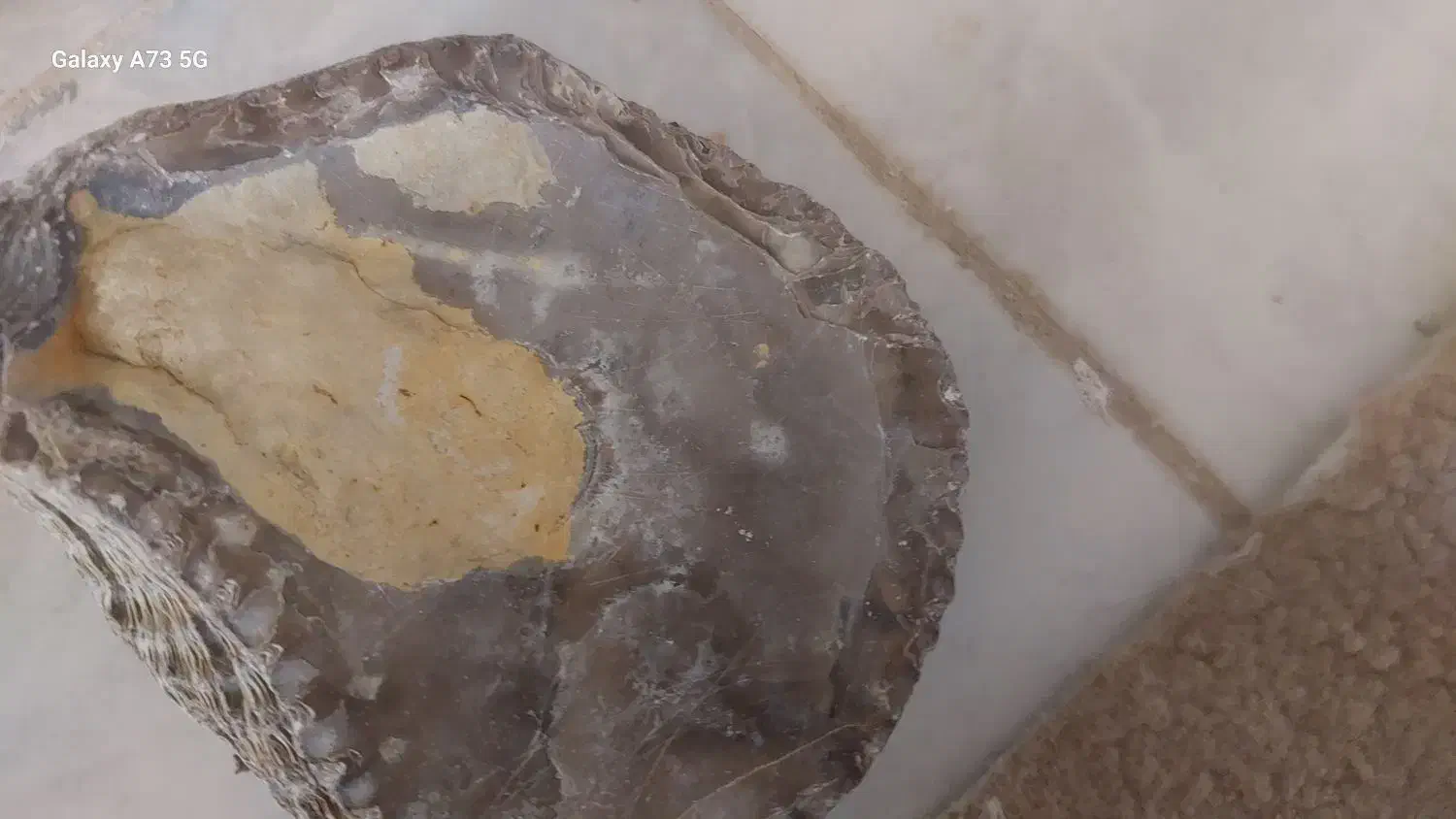 صدف زیبا وبزرگ و باستانی|کلکسیون اشیاء عتیقه|تهران, هلال احمر|دیوار