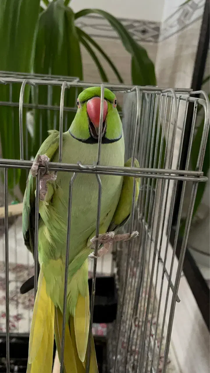 طوطی ملنگو سخنگو|پرنده|بردسیر, |دیوار