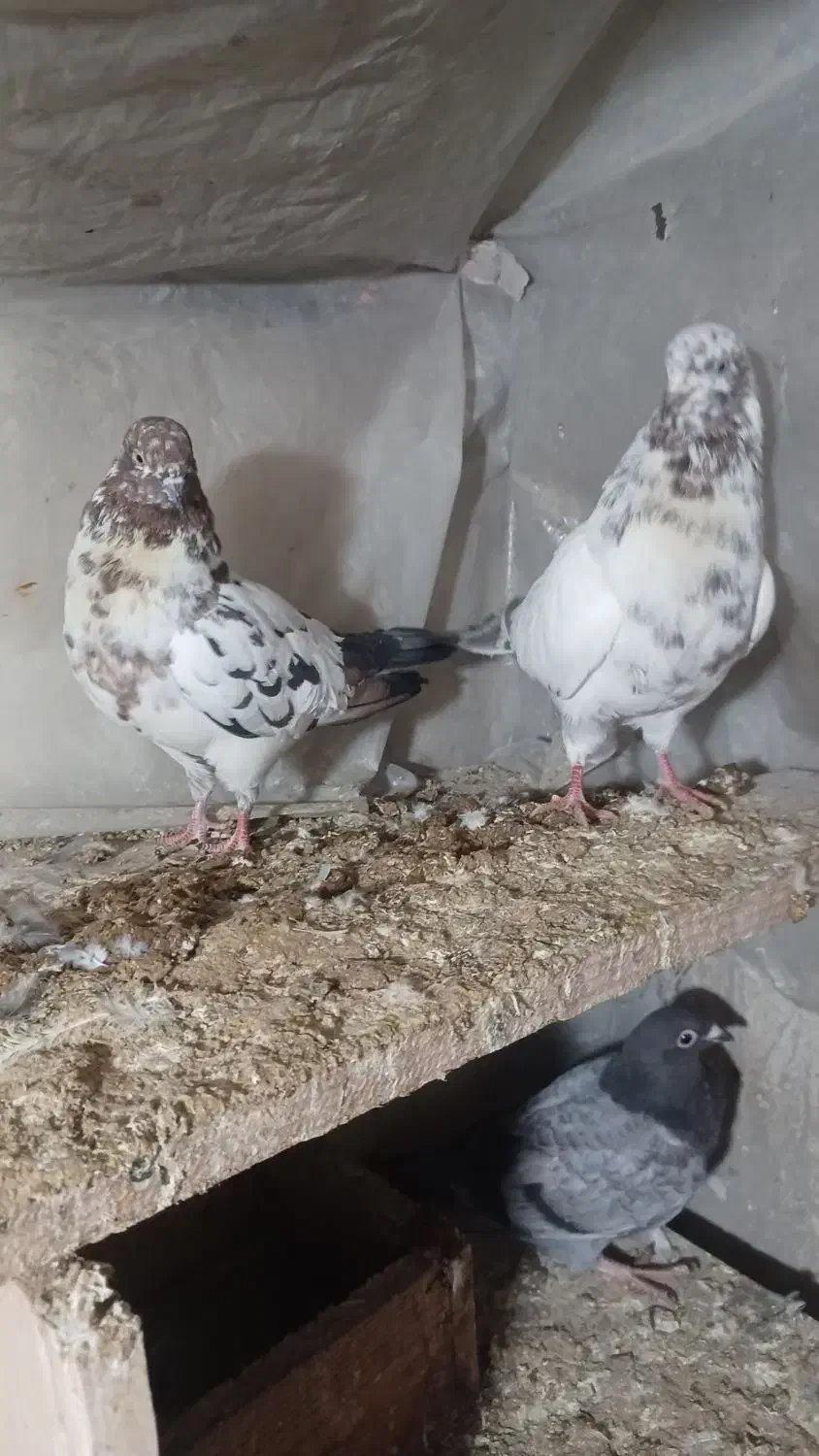 کبوتر|پرنده|بومهن, |دیوار