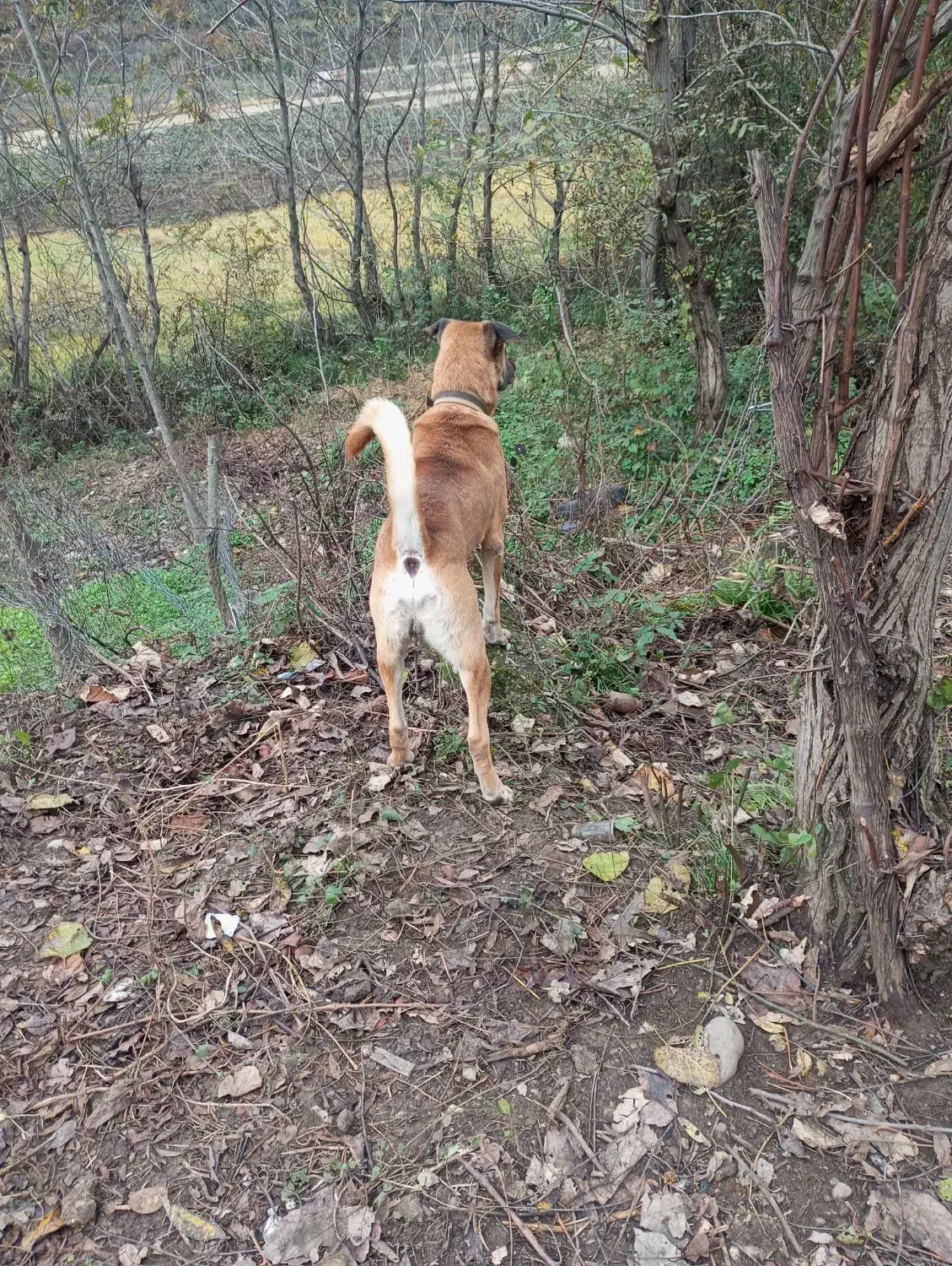 سگ دورگه سرابی|سگ|تالش, طولارود|دیوار