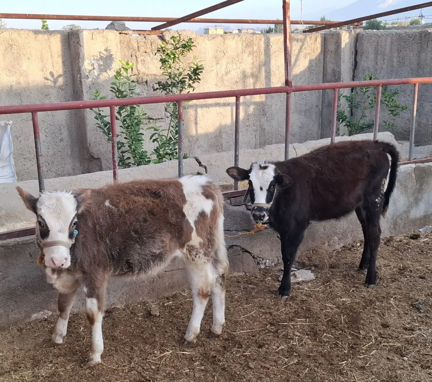 دو راس گوساله ماده سیمینتال|حیوانات مزرعه|دره شهر, |دیوار