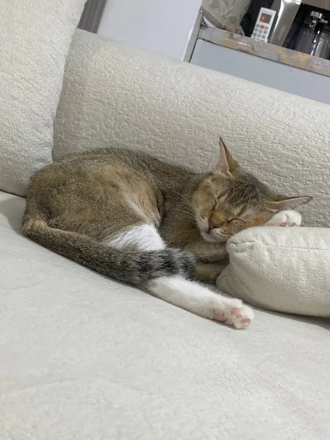 واگذاری گربه بریتیش|گربه|کرمانشاه, |دیوار