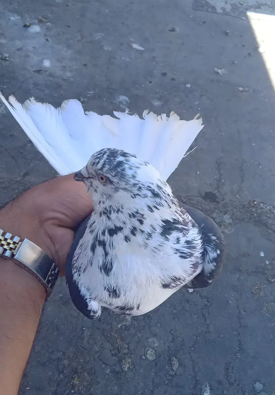 کبوتر سینه باز تخت دم سفید|پرنده|کرمانشاه, |دیوار