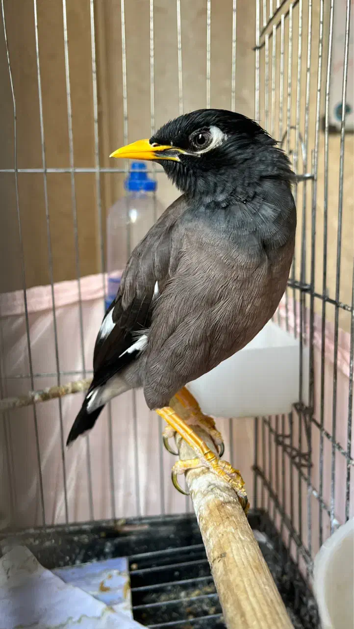 مرغ مینا سخنگو شاه تخم|پرنده|قدس, شهر‌قدس|دیوار