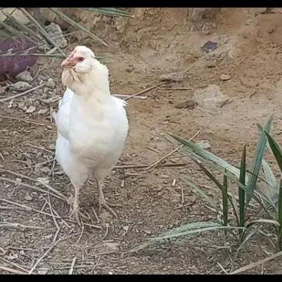 مرغ و خروس ریشی چهل تاج|حیوانات مزرعه|کاکی, |دیوار