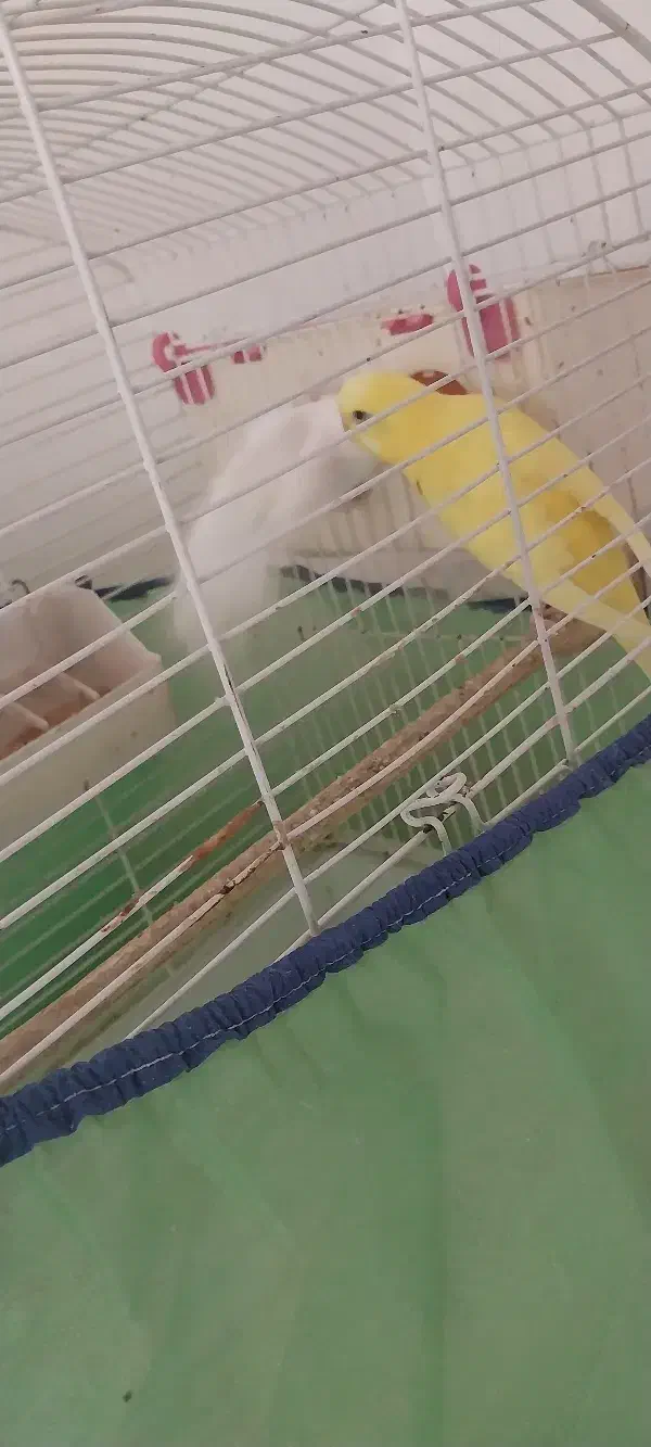 مرغ عشق|پرنده|قرچک, میرزائی جنوبی|دیوار