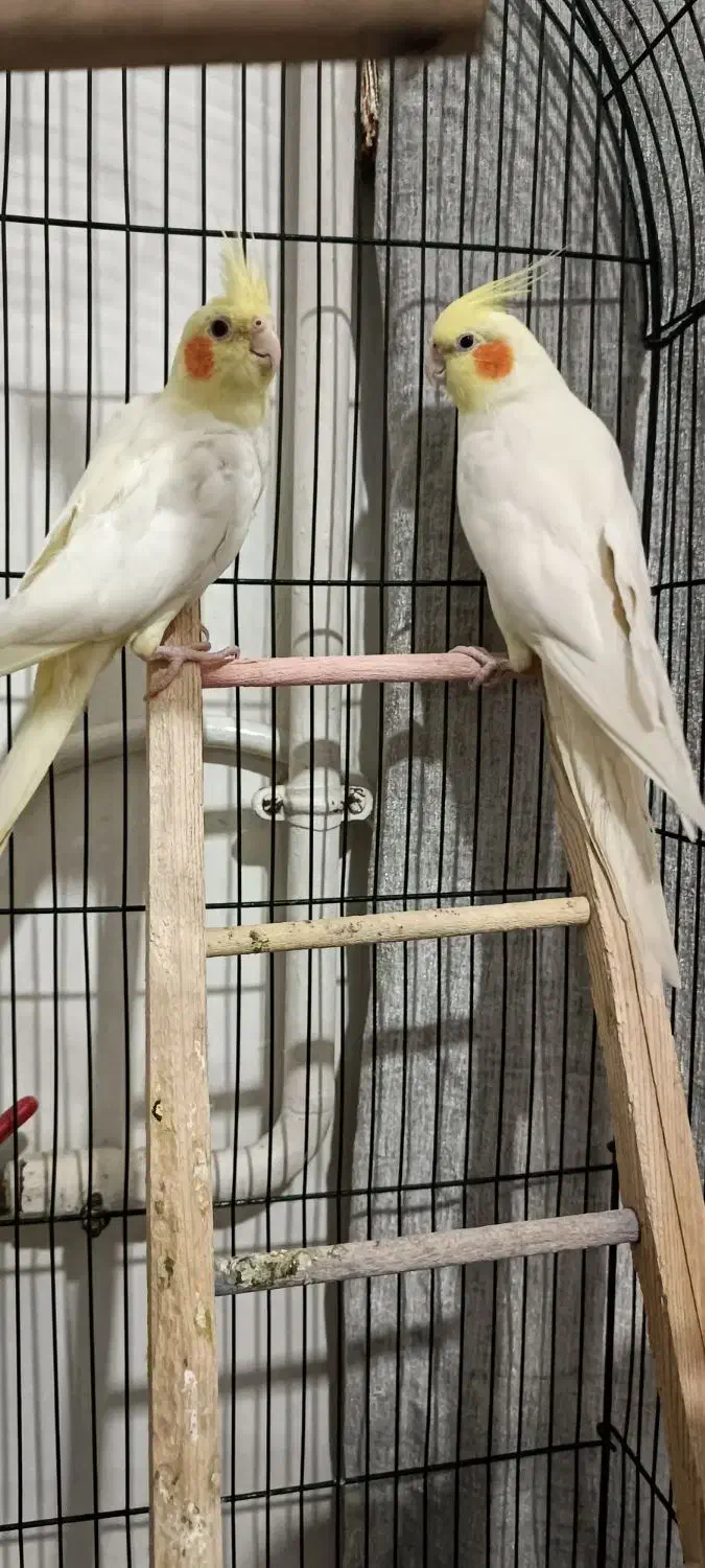 عروس هلندی|پرنده|قرچک, مجتمع مسکونی طبیعت|دیوار