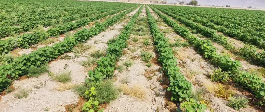 سبزی کار خوب تجربه داره باشه|خدمات باغبانی و درختکاری|لار, |دیوار