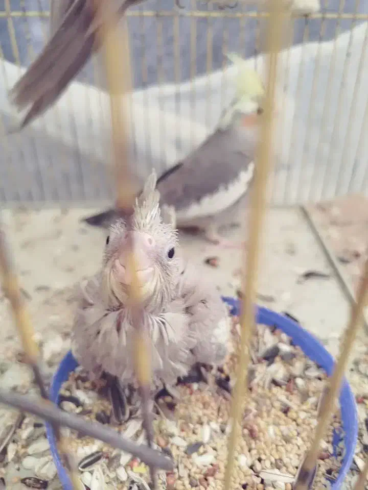 عروس هلندی نر و ماده|پرنده|شاهین‌شهر, طالقانی|دیوار