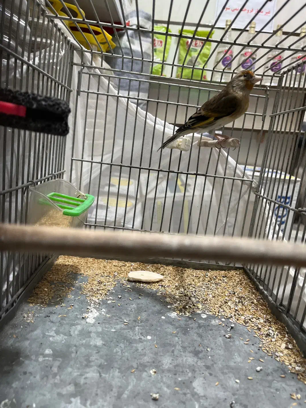 سهره قناری|پرنده|کرج, حیدرآباد|دیوار