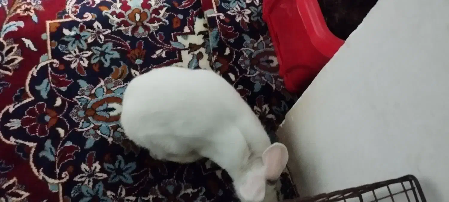 خرگوش زیبا وبازیگوش|موش و خرگوش|گهواره, |دیوار