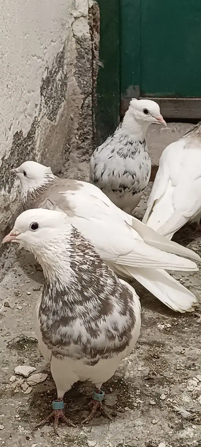 کبوتر طوقی ۶ دانگ|پرنده|شهریار, شهریار|دیوار