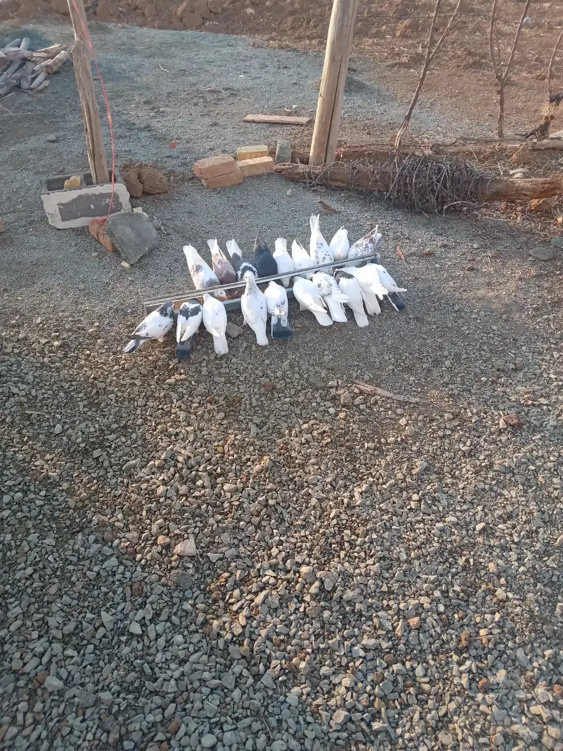 سلام ۱۰تاواروک دم بخت|پرنده|دهگلان, |دیوار