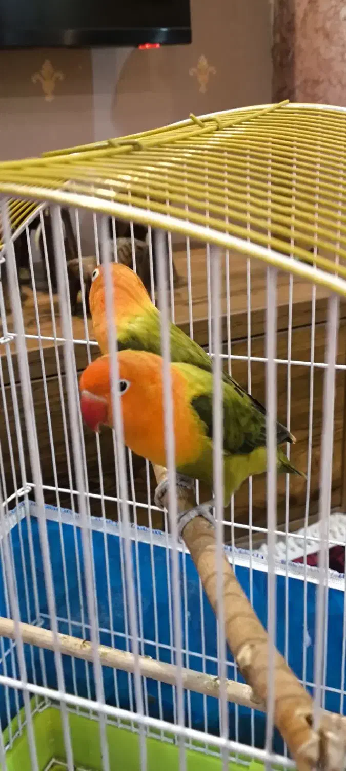 دو عدد طوطی برزیلی|پرنده|کرج, کوی زنبق|دیوار