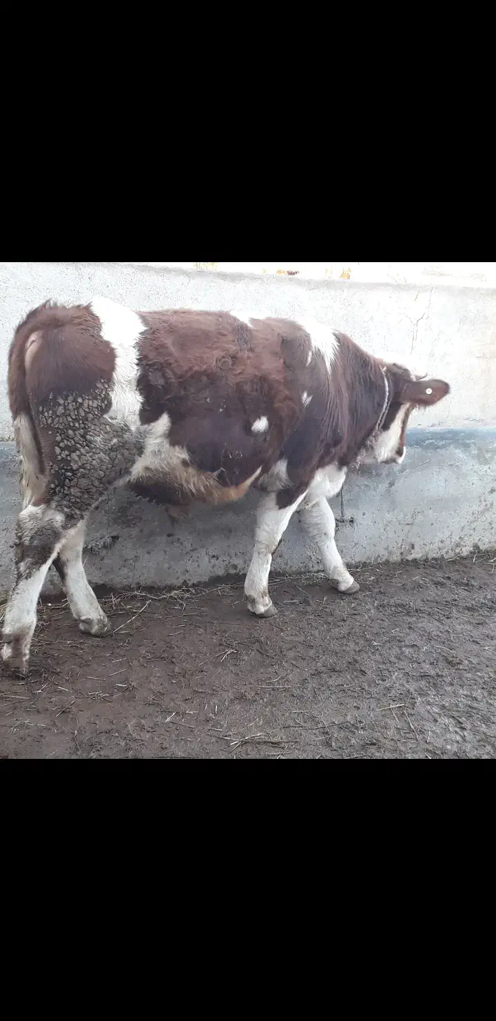 گوساله نر سیمینتال|حیوانات مزرعه|قشلاق دشت, |دیوار