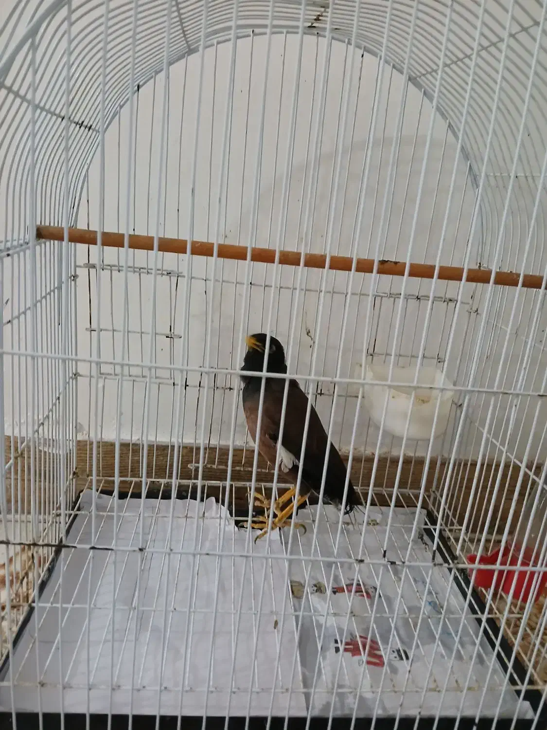 مرغ مینا نر|پرنده|فومن, |دیوار