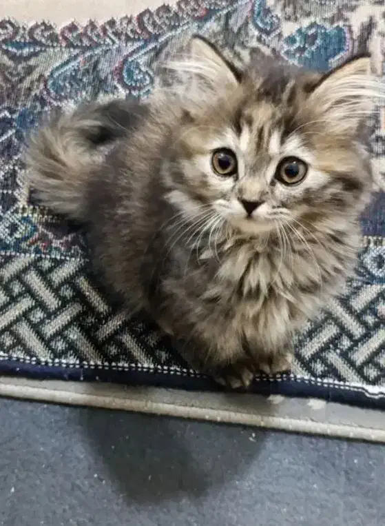 گربه نژاد بریتیش و پرشین میکس|گربه|اهواز, شهرک برق|دیوار