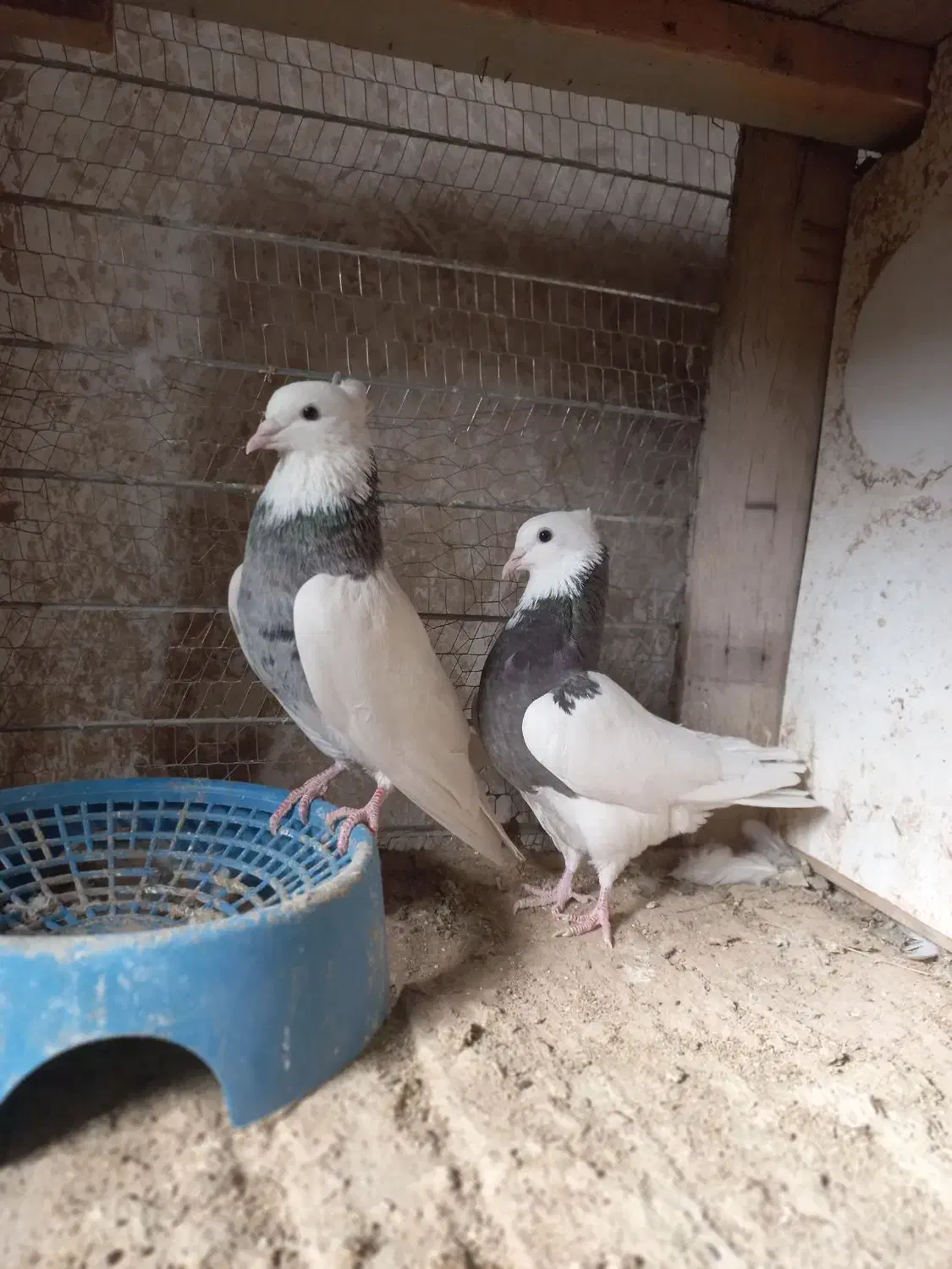 کبوتر طوقی هفت رنگ|پرنده|فردوس (خراسان), |دیوار