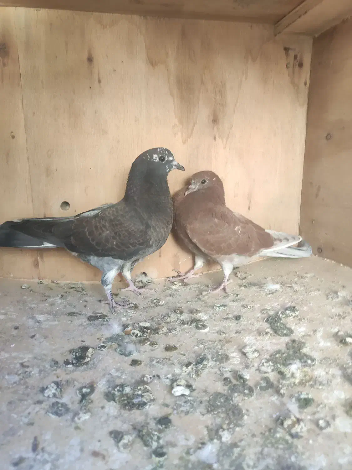 جوجه حسابی|پرنده|قم, ولیعصر|دیوار